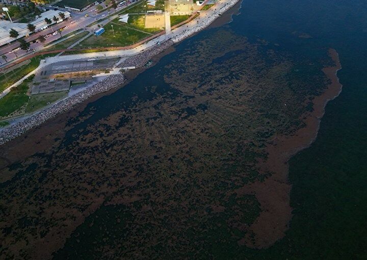 CHP belediyeciliği şaşırtmıyor! İzmir'in Karşıyaka sahilinde deniz marulu alarmı! Kirlilik ve koku tehlikesi! 5