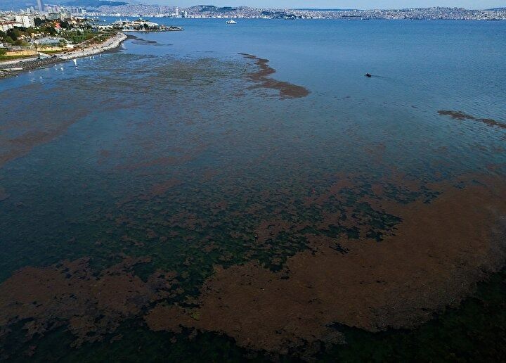CHP belediyeciliği şaşırtmıyor! İzmir'in Karşıyaka sahilinde deniz marulu alarmı! Kirlilik ve koku tehlikesi! 8