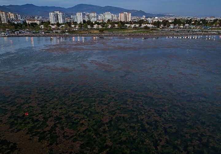 CHP belediyeciliği şaşırtmıyor! İzmir'in Karşıyaka sahilinde deniz marulu alarmı! Kirlilik ve koku tehlikesi! 9