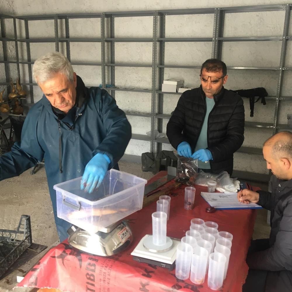 Eskişehir’de istilacı balık alarmı: Sakaryabaşı’nda 5 bin 376 balık yakalandı 4