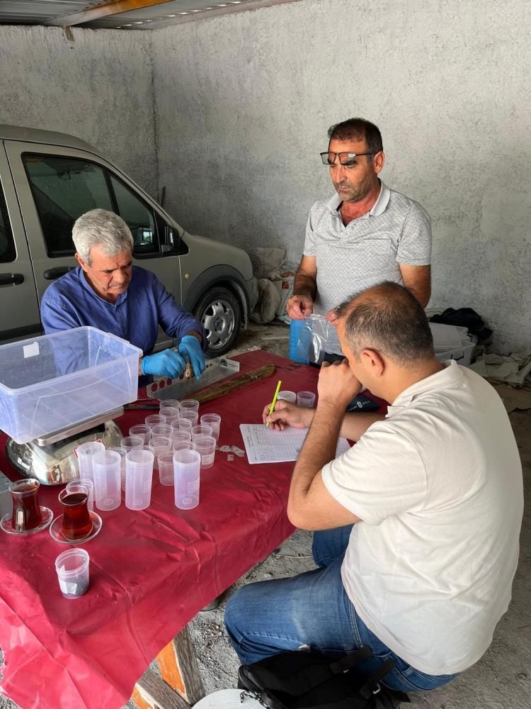 Eskişehir’de istilacı balık alarmı: Sakaryabaşı’nda 5 bin 376 balık yakalandı 3