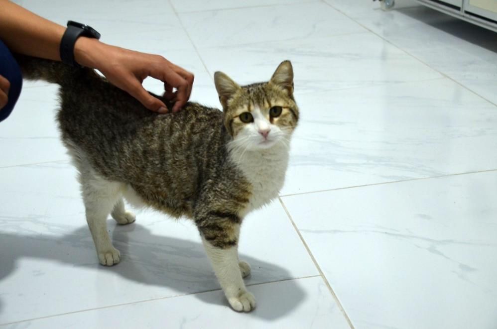 Didim’de mucize doğum: Sokak kedisi veteriner kliniğinde 5 yavru dünyaya getirdi 4