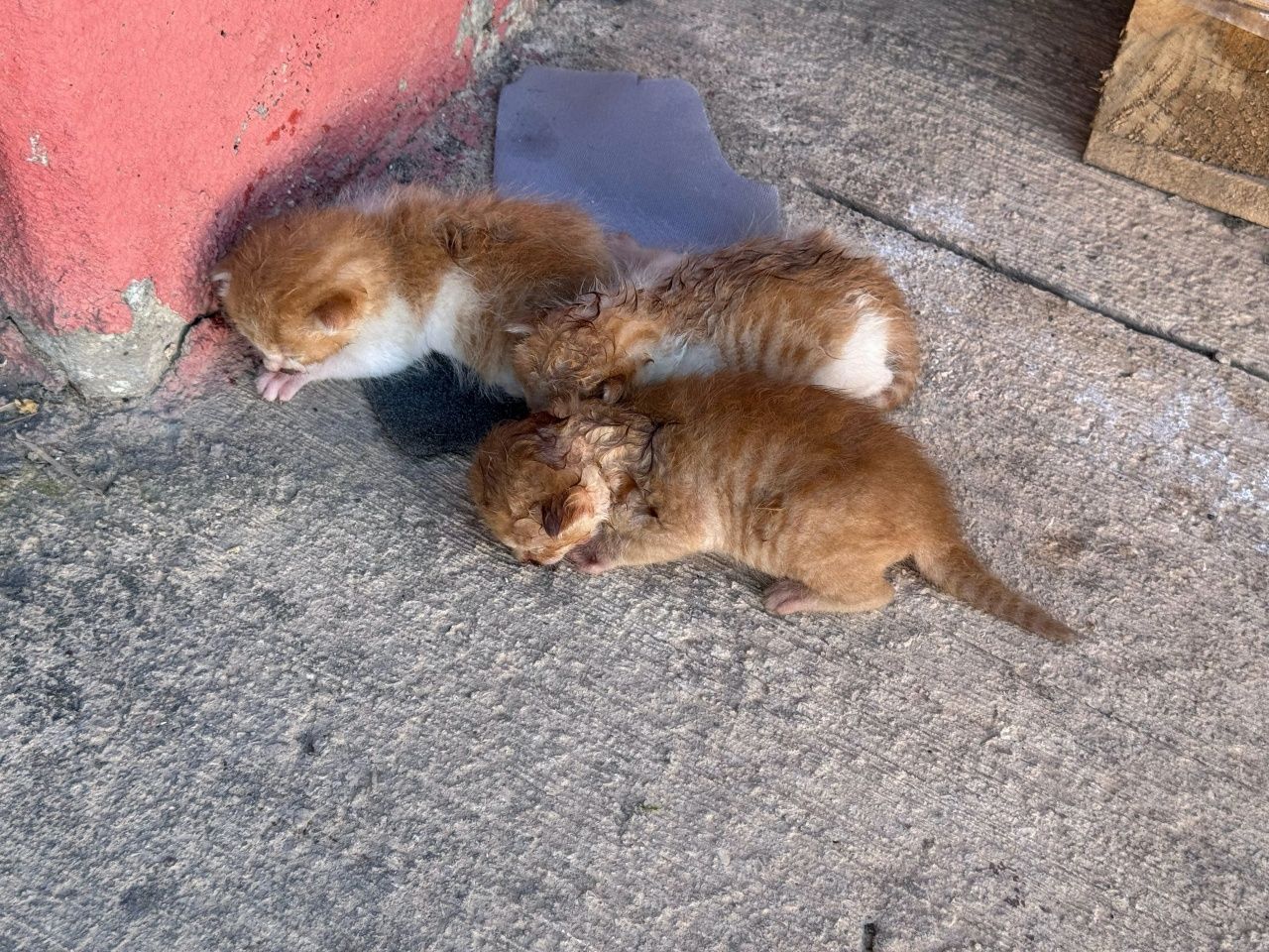 Diyarbakır’da kozmetik deposunda yangın! Ekipler alevleri söndürdü, 3 yavru kedi kurtarıldı 5