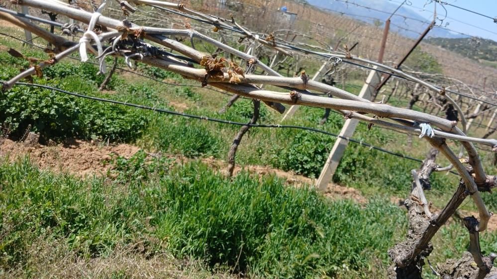Sarıgöl’de ilginç manzara: Don afetini yaşadı çalışmaya ara vermedi... 1