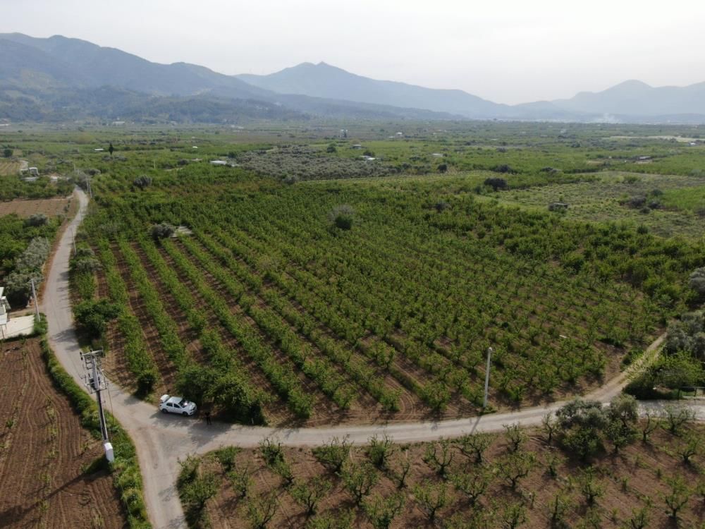 İzmir’de don felaketi: Kiraz, üzüm ve meyve ağaçları zarar gördü 2