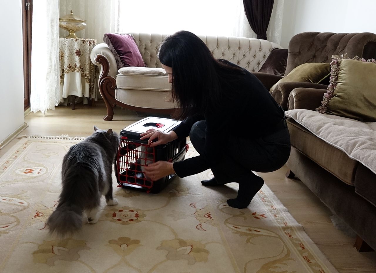 Akçaabatlı anne kız, kayıp kedileri ‘Badem’i 10 gün sonra bulanı altınla ödüllendirdi 5