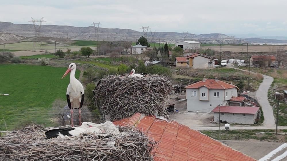 Sarıyar Barajı’nda ilkbahar şöleni: Flamingolar ve leylekler büyüledi 1