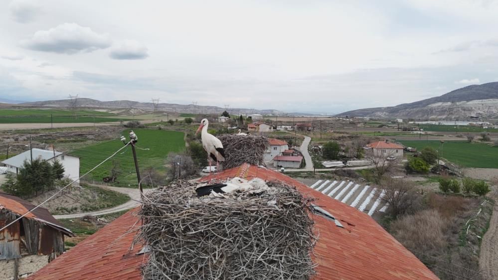 Sarıyar Barajı’nda ilkbahar şöleni: Flamingolar ve leylekler büyüledi 2