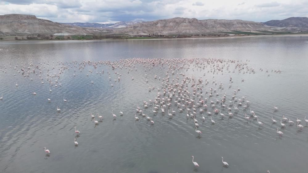 Sarıyar Barajı’nda ilkbahar şöleni: Flamingolar ve leylekler büyüledi 5