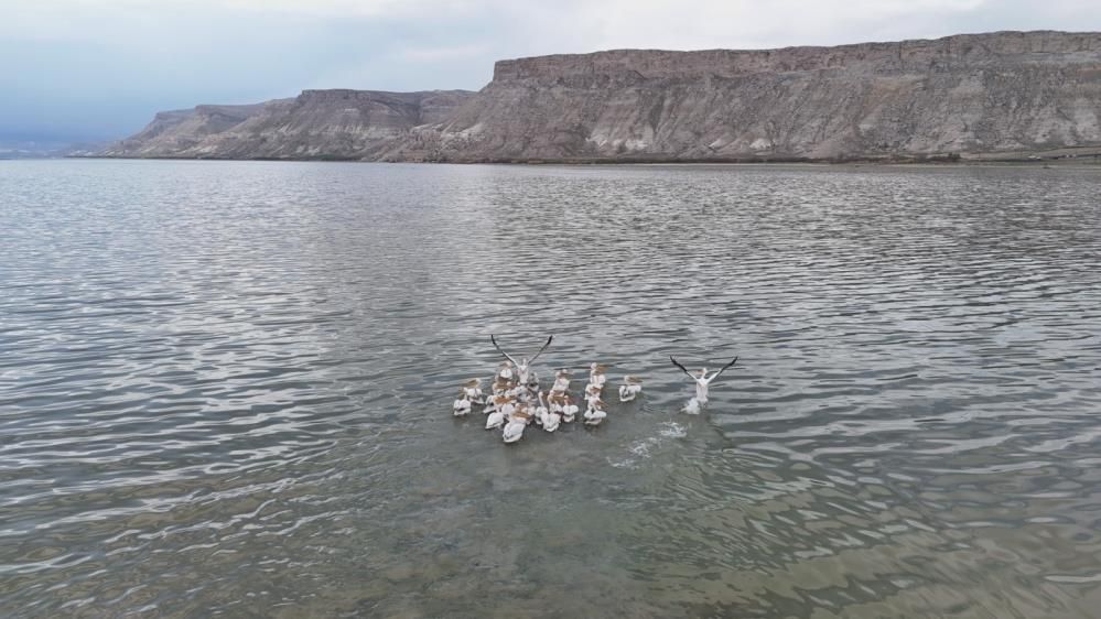 Sarıyar Barajı’nda ilkbahar şöleni: Flamingolar ve leylekler büyüledi 3