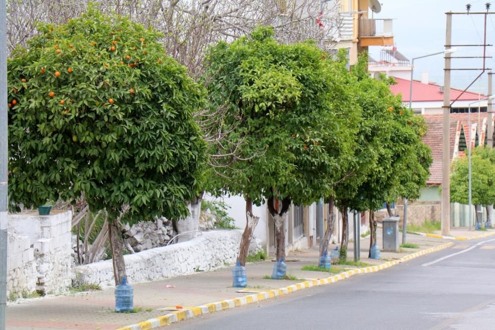 Bozdoğan’da kuraklığa karşı yenilikçi çözüm: Damacanalarla ağaçlar hayat buluyor 3
