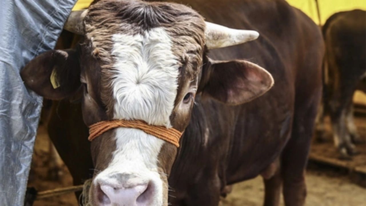 Kurbanlık fiyatları şaşırtıyor! İllere göre büyük fark, en ucuz hangi şehirde? 9