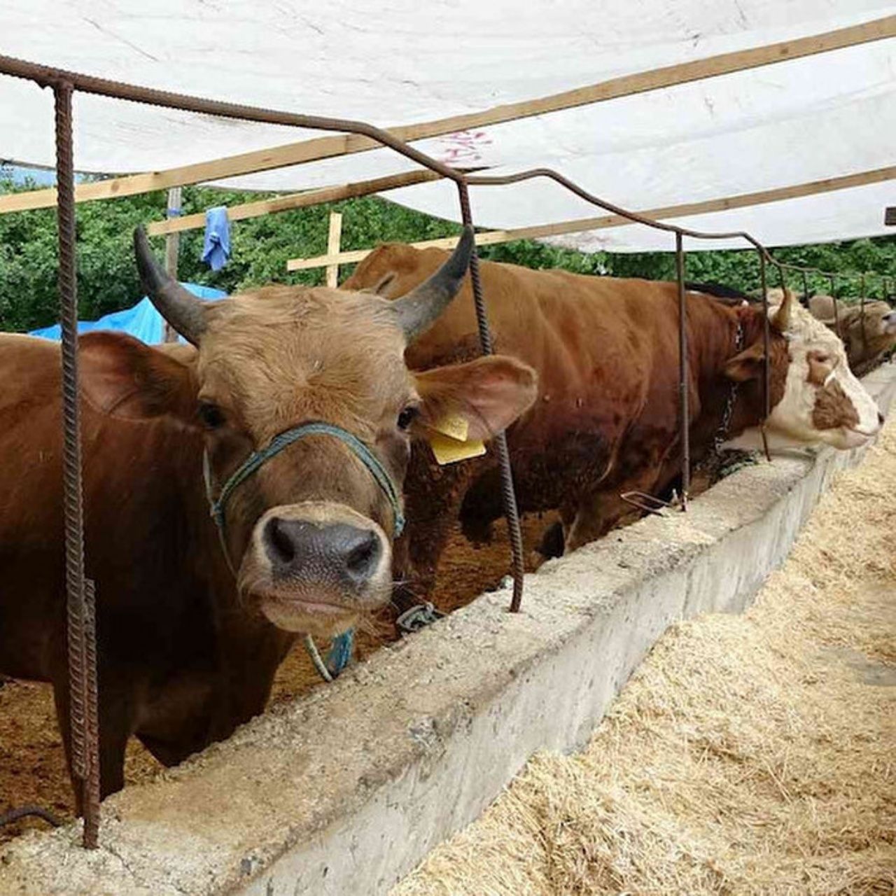 Kurbanlık fiyatları şaşırtıyor! İllere göre büyük fark, en ucuz hangi şehirde? 5