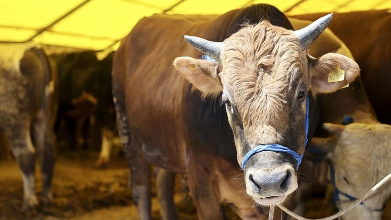 Kurbanlık fiyatları şaşırtıyor! İllere göre büyük fark, en ucuz hangi şehirde? 8