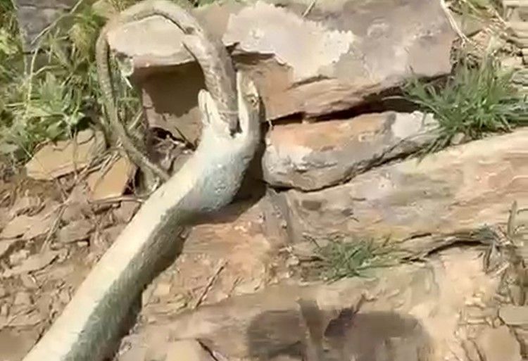 Hakkari'de enteresan olay: Yılan başka bir yılanı yedi! 1