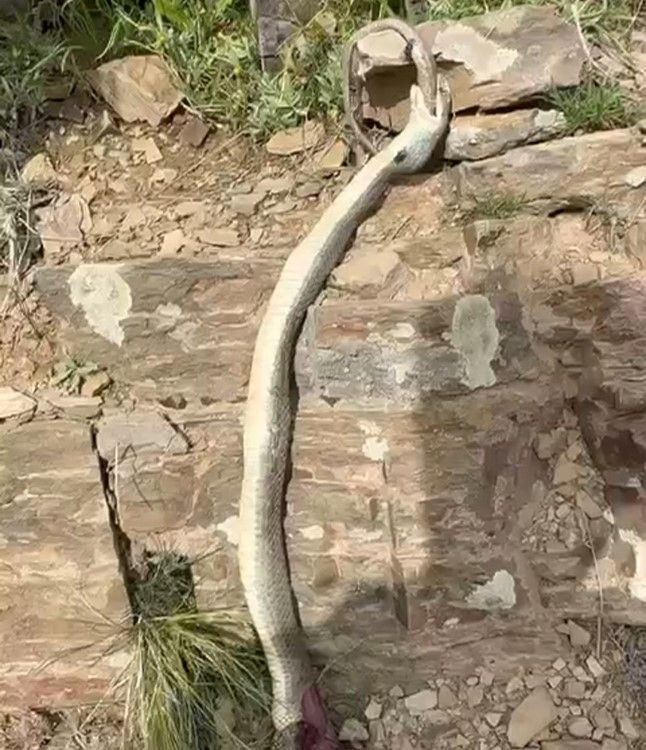 Hakkari'de enteresan olay: Yılan başka bir yılanı yedi! 3