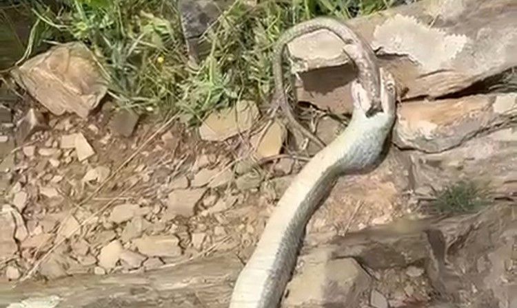 Hakkari'de enteresan olay: Yılan başka bir yılanı yedi! 2