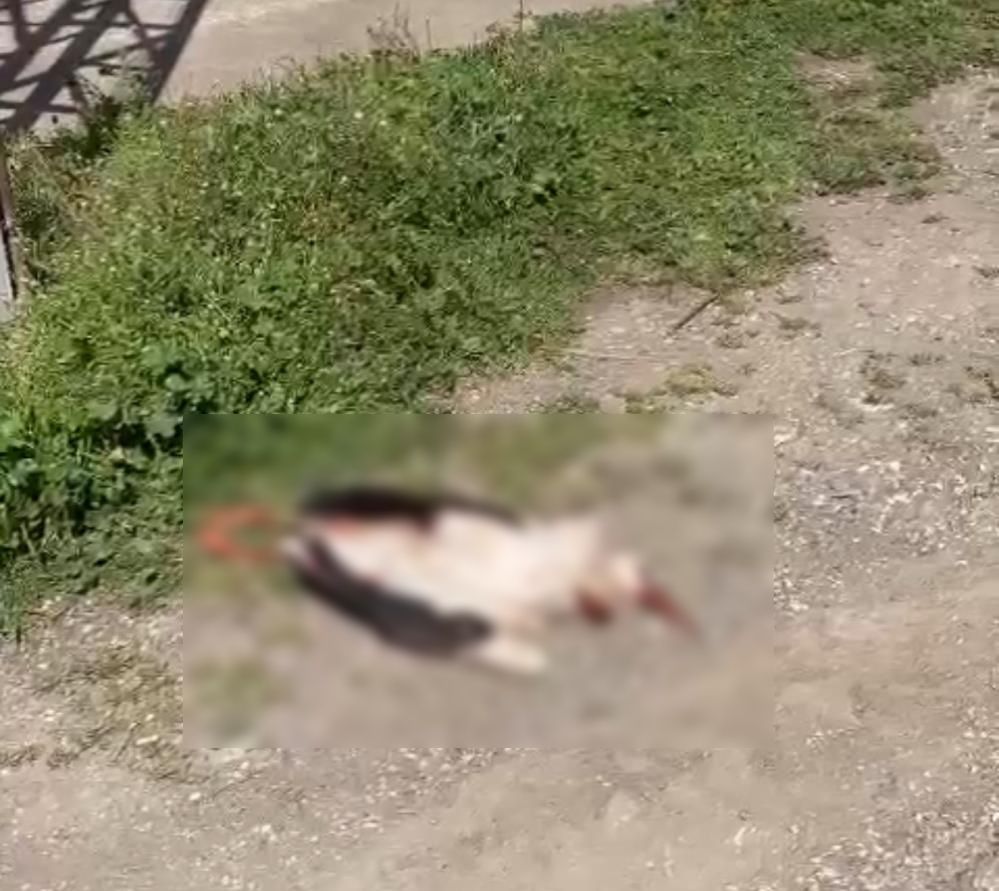 Tokat Turhal’da leylek trajedisi: Elektrik teline çarpan anne leylek öldü 1