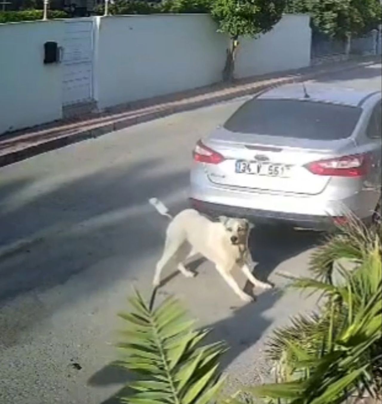 Emekli polisi memuru, havladı diye köpeği katletti! Lady'yi 3 el ateş ederek öldürdü 2