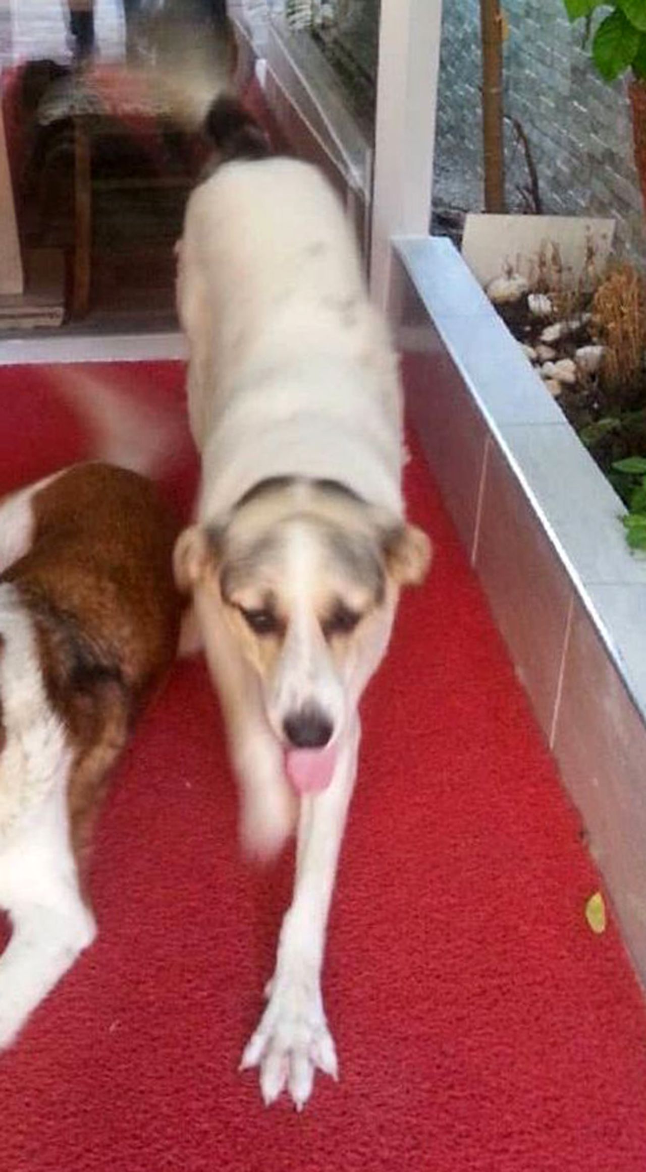 Emekli polisi memuru, havladı diye köpeği katletti! Lady'yi 3 el ateş ederek öldürdü 1