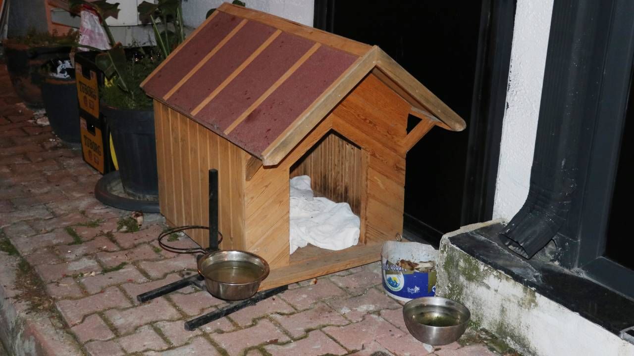 Emekli polisi memuru, havladı diye köpeği katletti! Lady'yi 3 el ateş ederek öldürdü 7