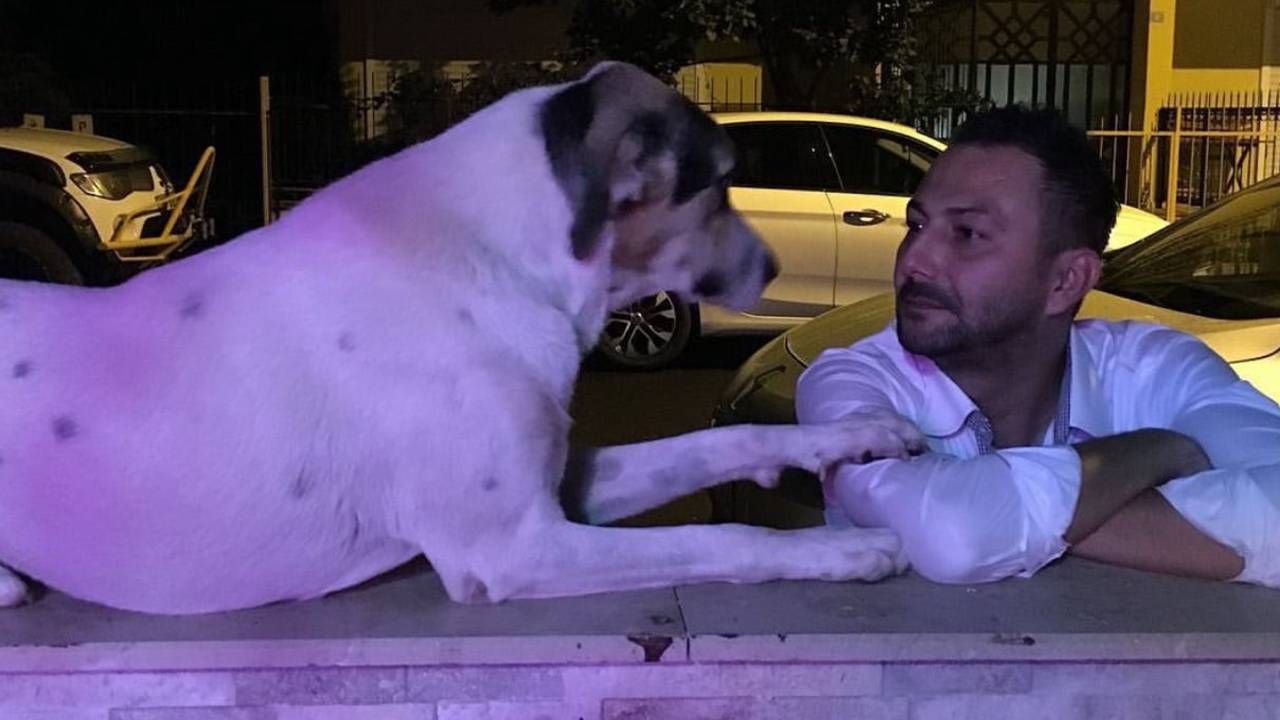 Emekli polisi memuru, havladı diye köpeği katletti! Lady'yi 3 el ateş ederek öldürdü 5
