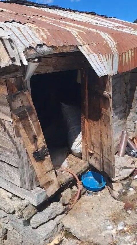 Rize'de kış uykusundan uyanan ayılar evlere dadandı, 30 hanede yiyecek aramışlar 6