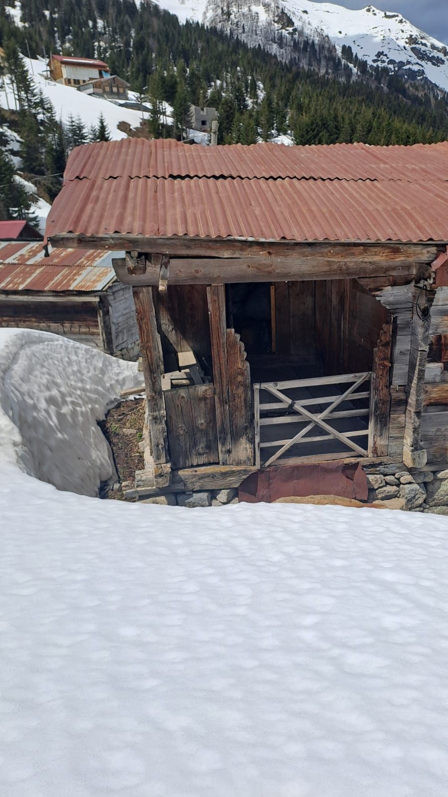 Rize'de kış uykusundan uyanan ayılar evlere dadandı, 30 hanede yiyecek aramışlar 3
