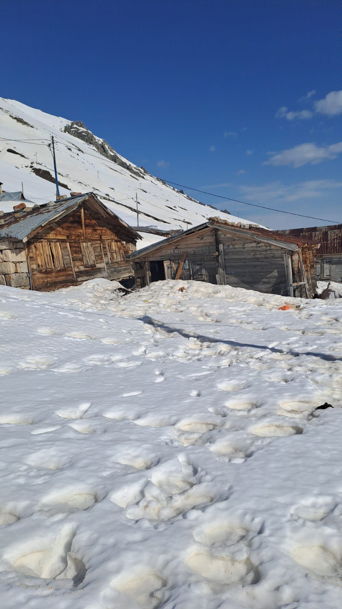 Rize'de kış uykusundan uyanan ayılar evlere dadandı, 30 hanede yiyecek aramışlar 2
