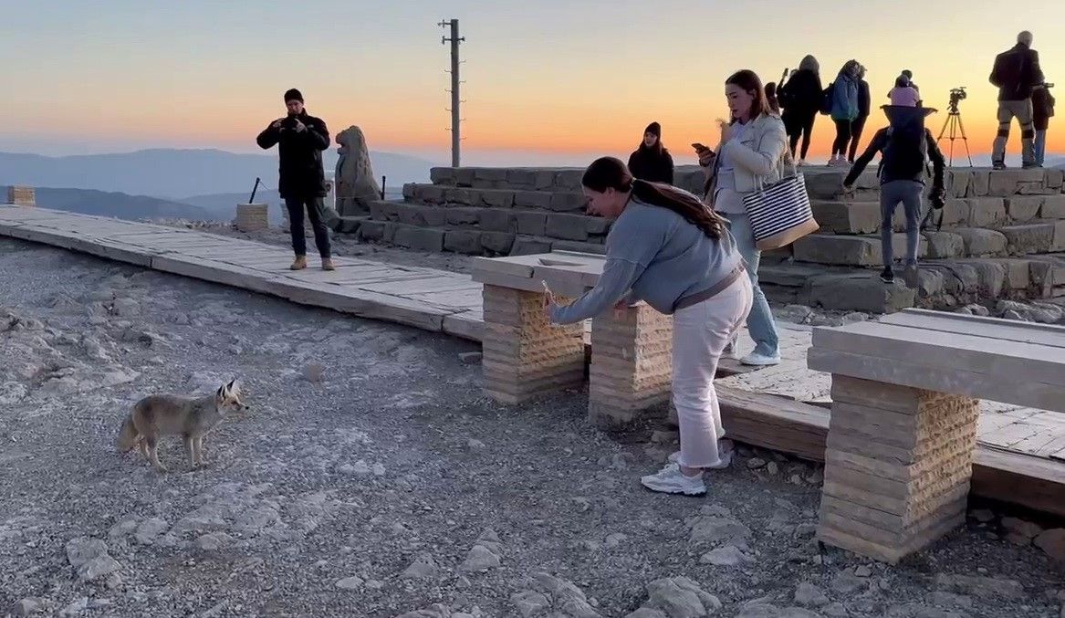 Nemrut Dağı’nda sevimli misafir! Tilki, turistleri büyüledi 1