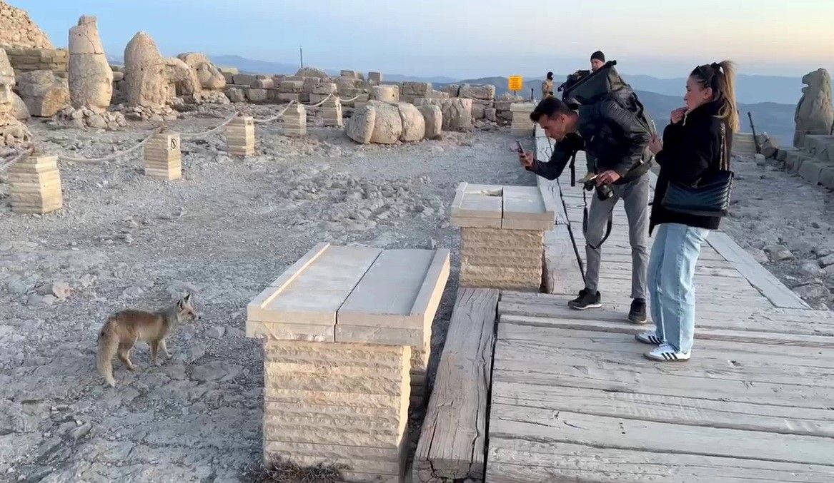 Nemrut Dağı’nda sevimli misafir! Tilki, turistleri büyüledi 2