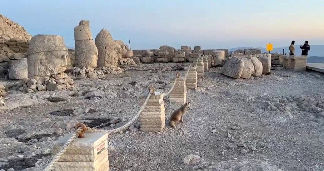 Nemrut Dağı’nda sevimli misafir! Tilki, turistleri büyüledi 4