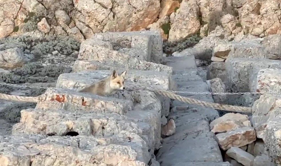 Nemrut Dağı’nda sevimli misafir! Tilki, turistleri büyüledi 5