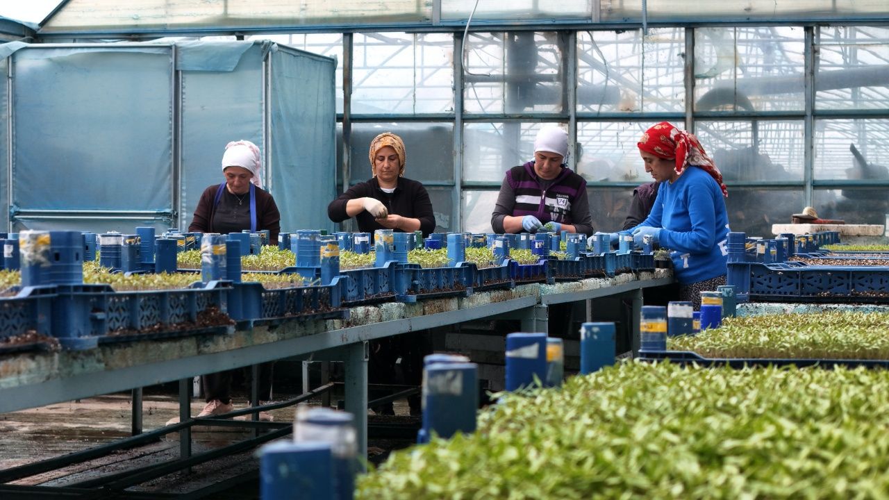Erzincan’da tarım devrimi! Milyonlarca sebze fidesi profesyonel seralarda yetişiyor 1