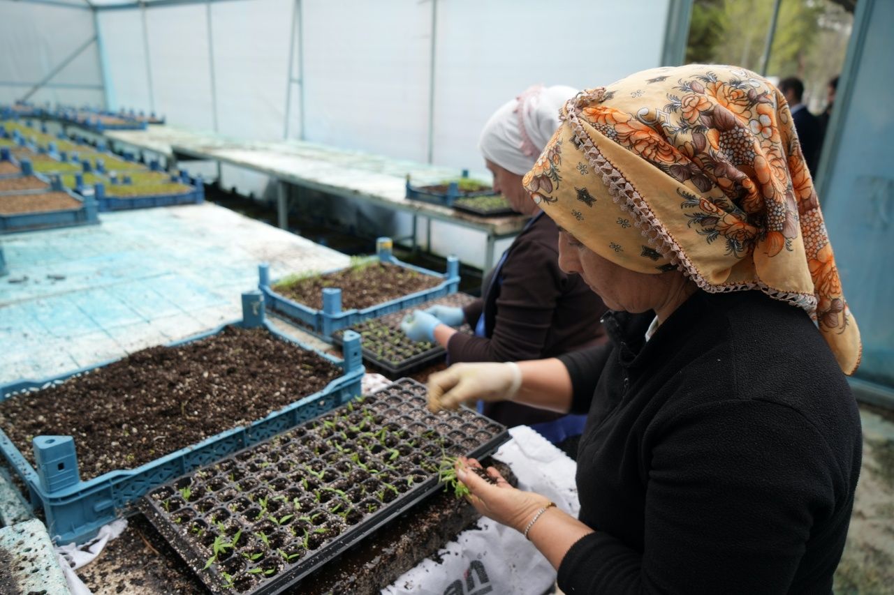 Erzincan’da tarım devrimi! Milyonlarca sebze fidesi profesyonel seralarda yetişiyor 5