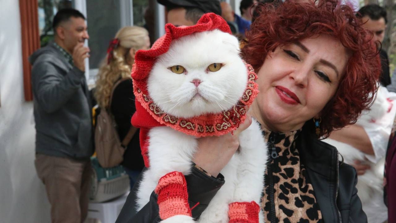 Tokat'ta kedi güzellik yarışması düzenlendi, 26 kedi podyuma çıktı 12