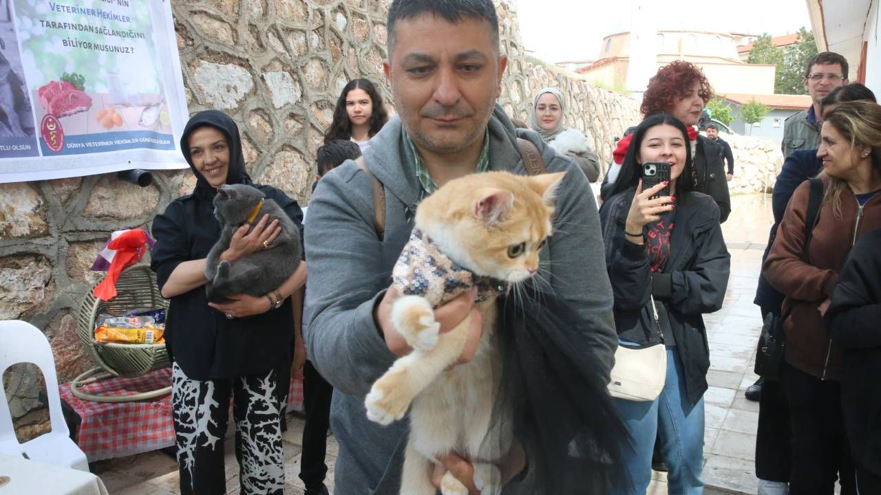 Tokat'ta kedi güzellik yarışması düzenlendi, 26 kedi podyuma çıktı 3
