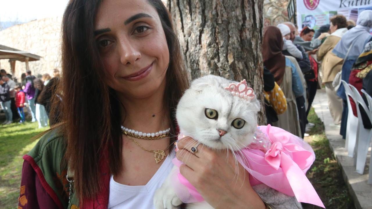 Tokat'ta kedi güzellik yarışması düzenlendi, 26 kedi podyuma çıktı 2