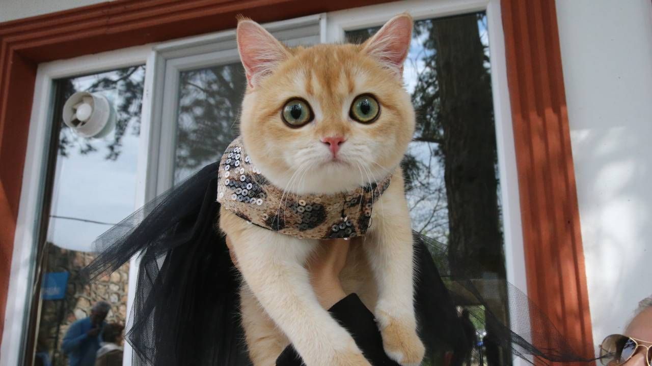 Tokat'ta kedi güzellik yarışması düzenlendi, 26 kedi podyuma çıktı 1