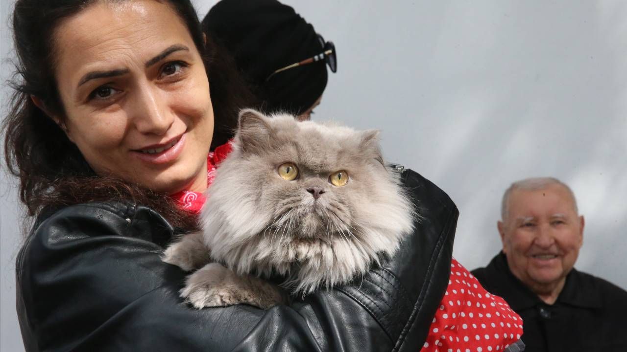 Tokat'ta kedi güzellik yarışması düzenlendi, 26 kedi podyuma çıktı 11