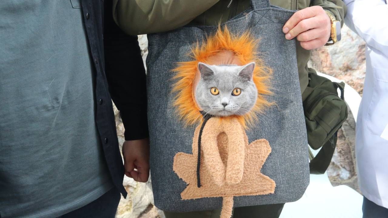 Tokat'ta kedi güzellik yarışması düzenlendi, 26 kedi podyuma çıktı 9
