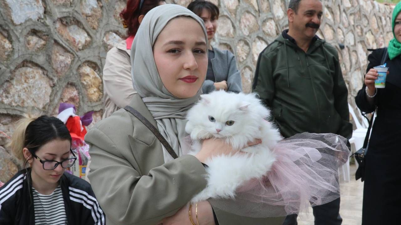 Tokat'ta kedi güzellik yarışması düzenlendi, 26 kedi podyuma çıktı 8