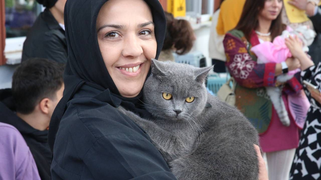 Tokat'ta kedi güzellik yarışması düzenlendi, 26 kedi podyuma çıktı 7