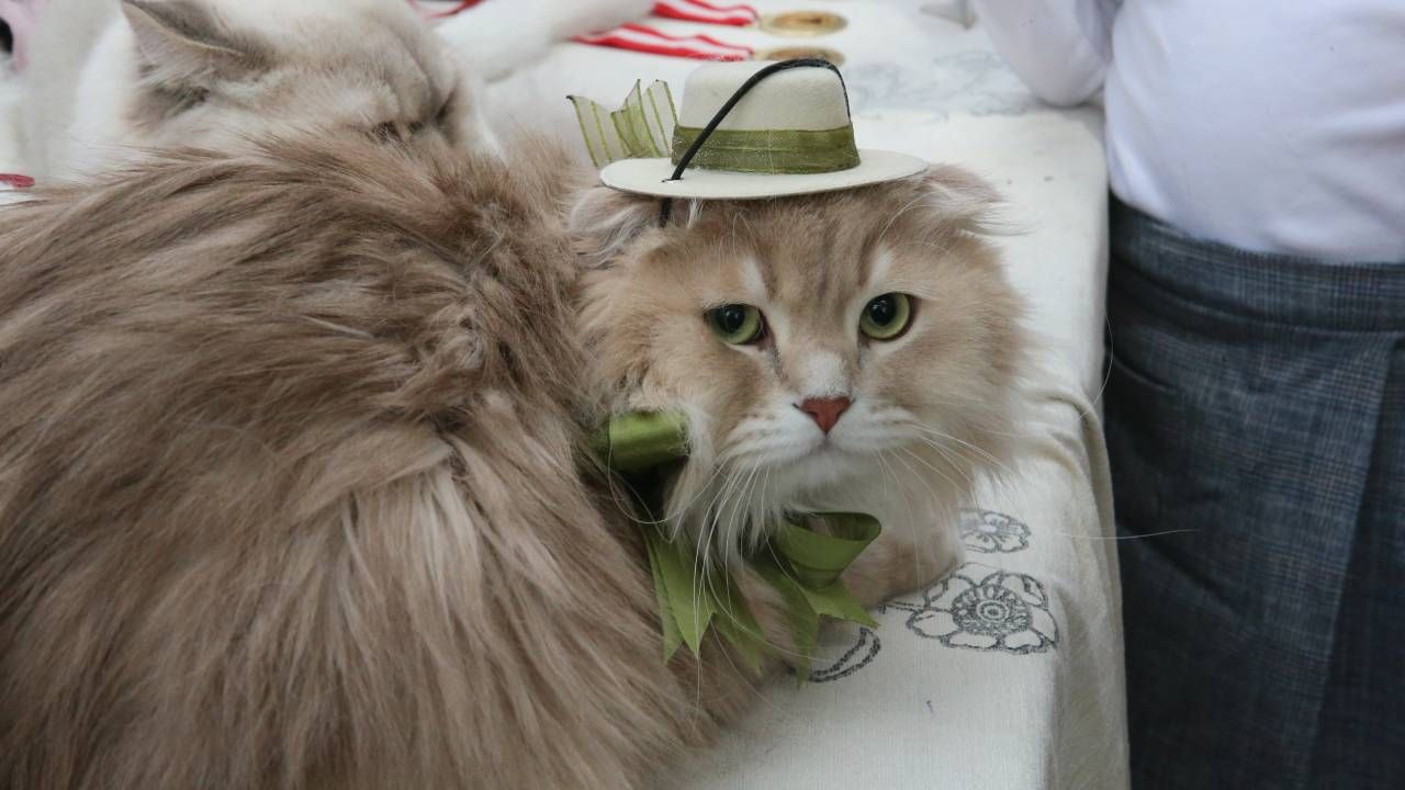 Tokat'ta kedi güzellik yarışması düzenlendi, 26 kedi podyuma çıktı 6
