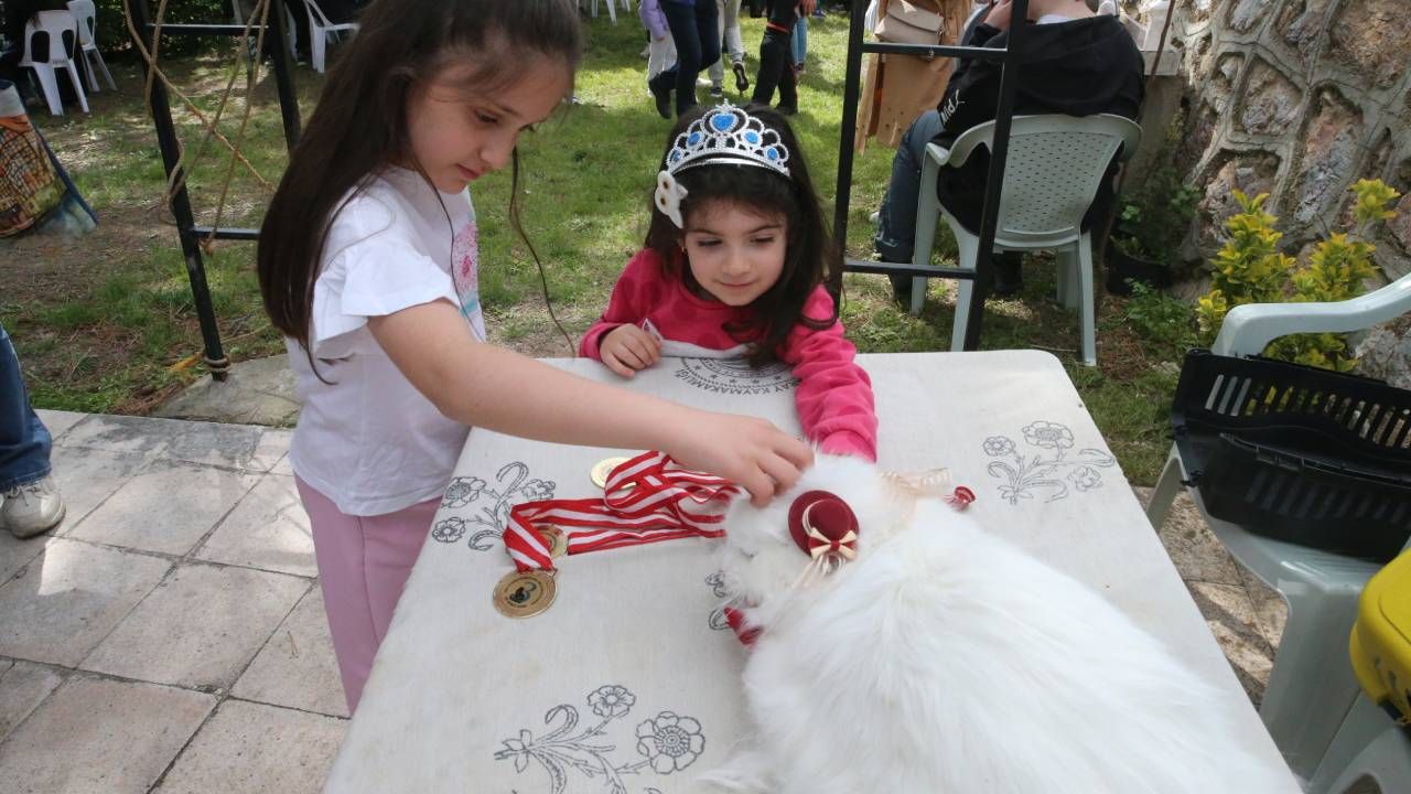 Tokat'ta kedi güzellik yarışması düzenlendi, 26 kedi podyuma çıktı 5
