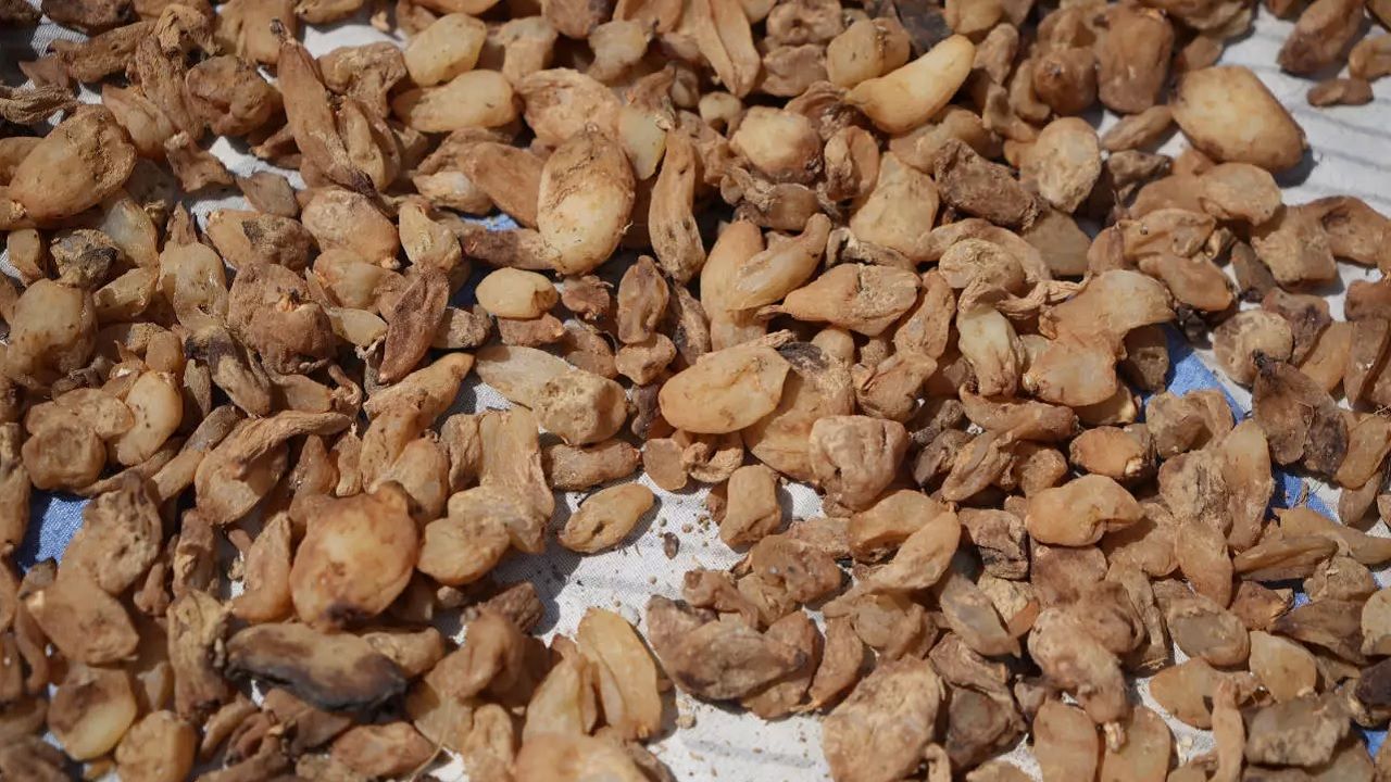 Samsun'da 'topraktan çıkan altın': Salebin kilosu 3 bin TL, dönümü milyonlar kazandırıyor 4