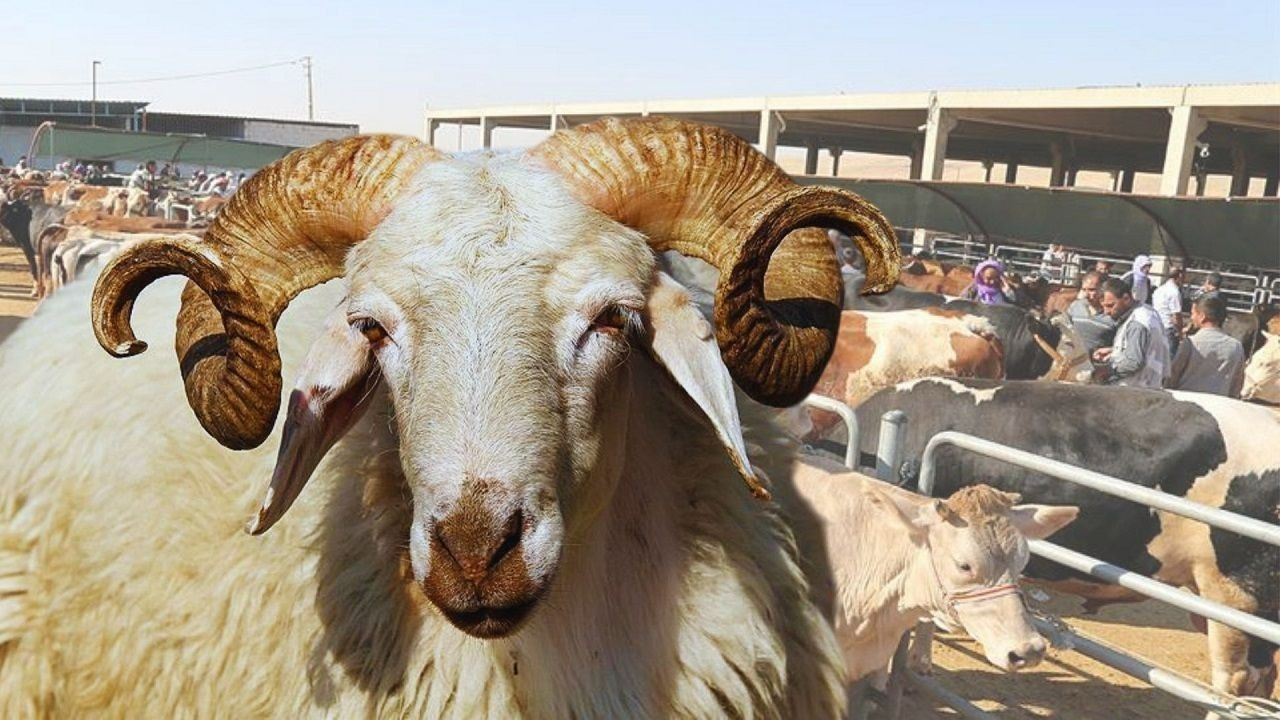 Fiyatlar açıklandı! İşte il il 2025 kurbanlık rakamları ve vekâlet bedelleri 23