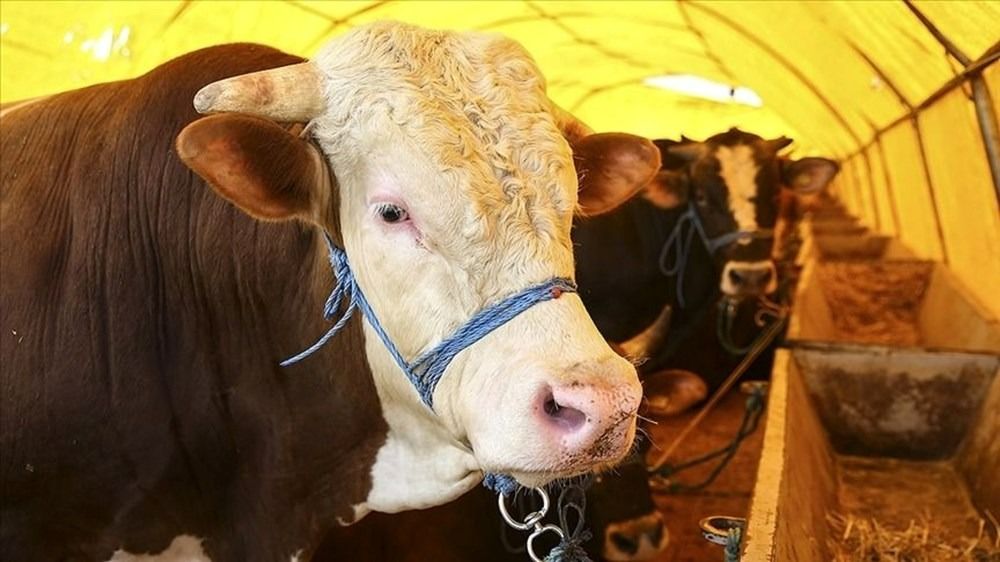 Fiyatlar açıklandı! İşte il il 2025 kurbanlık rakamları ve vekâlet bedelleri 3