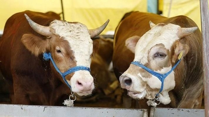 Fiyatlar açıklandı! İşte il il 2025 kurbanlık rakamları ve vekâlet bedelleri 6