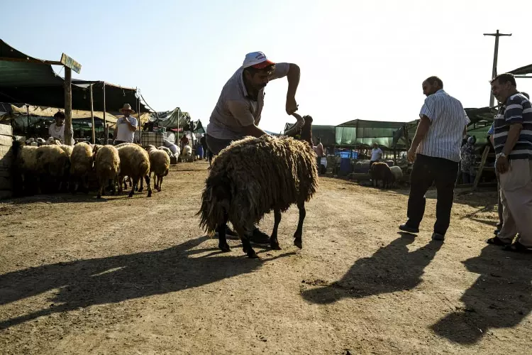Kurban pazarları kurulmaya başlandı: Peki fiyatlarda durum nasıl? 10